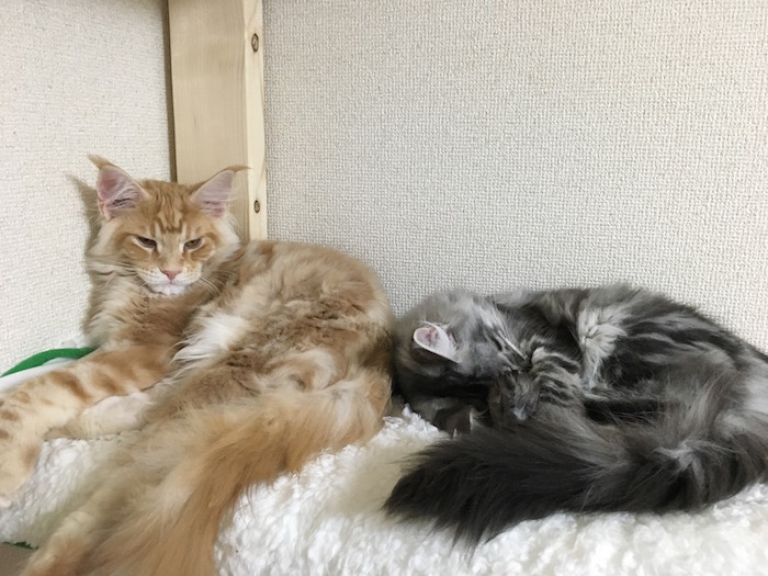 f:id:chikojirou:20180128205811j:plain