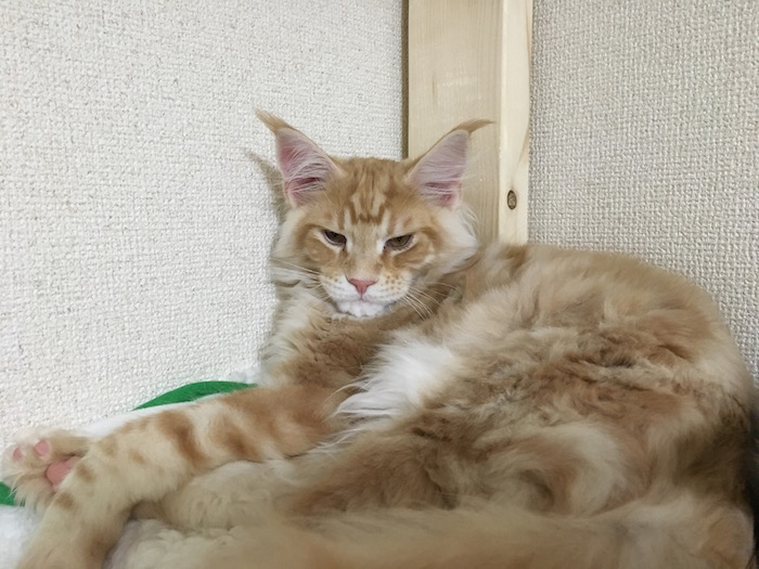 f:id:chikojirou:20180128205825j:plain