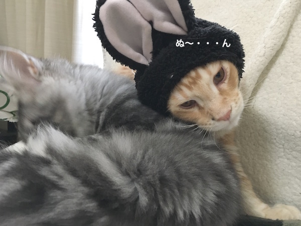 f:id:chikojirou:20180129214821j:plain