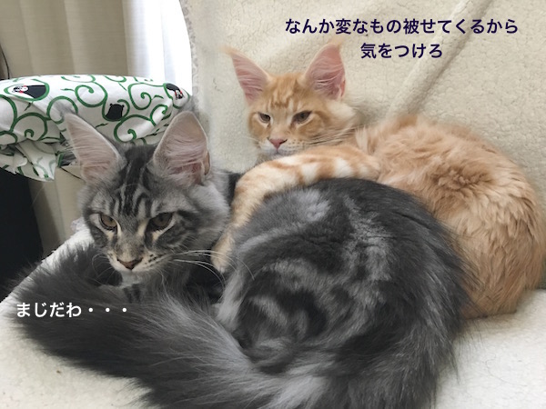 f:id:chikojirou:20180129214844j:plain
