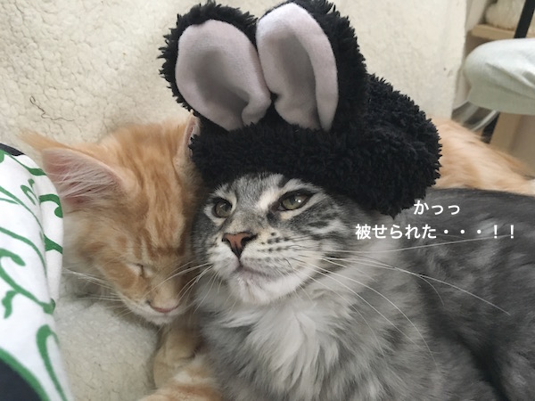 f:id:chikojirou:20180129214938j:plain