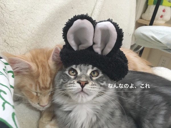 f:id:chikojirou:20180129214956j:plain