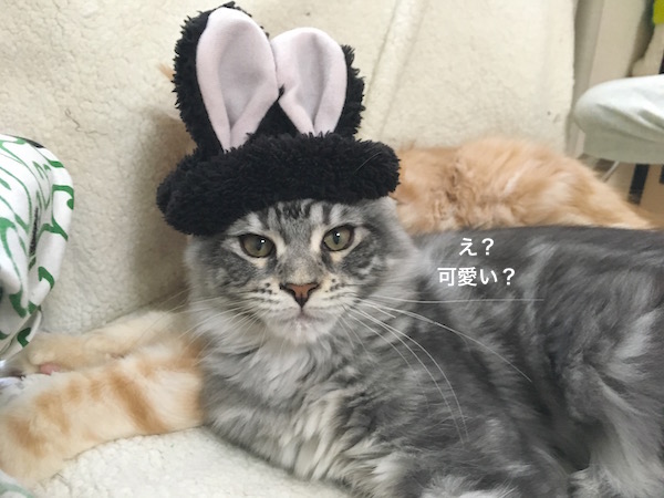 f:id:chikojirou:20180129215018j:plain
