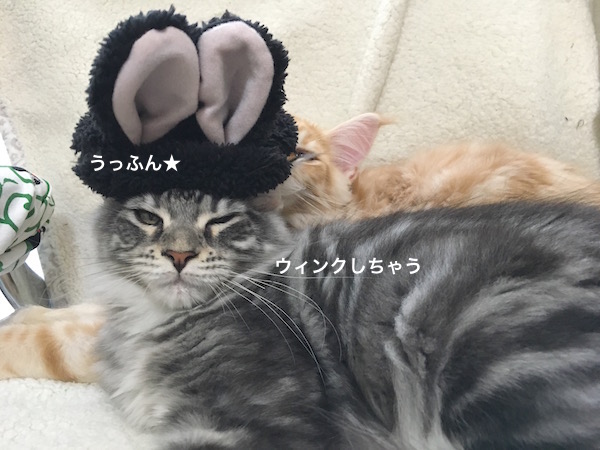 f:id:chikojirou:20180129215031j:plain