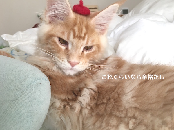 f:id:chikojirou:20180129215119j:plain