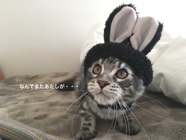 f:id:chikojirou:20180129215133j:plain