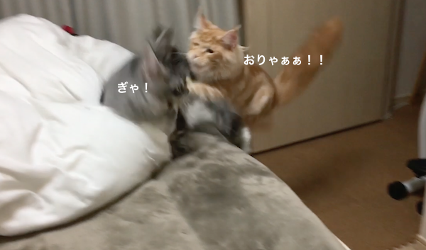f:id:chikojirou:20180201170006p:plain