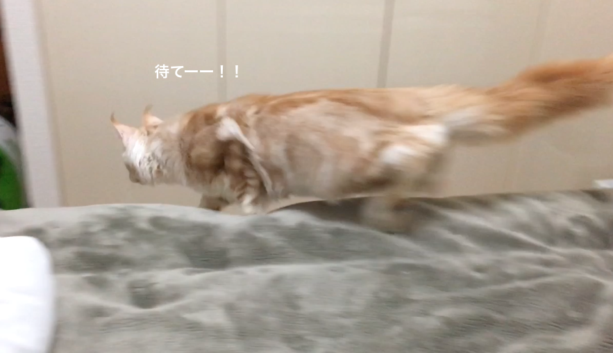 f:id:chikojirou:20180201170216p:plain