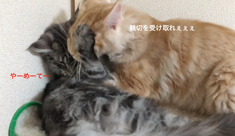 f:id:chikojirou:20180203221234p:plain