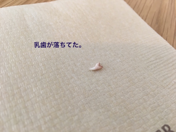f:id:chikojirou:20180203221329j:plain