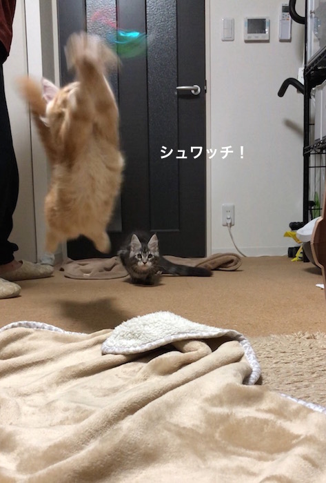 f:id:chikojirou:20180205214019j:plain