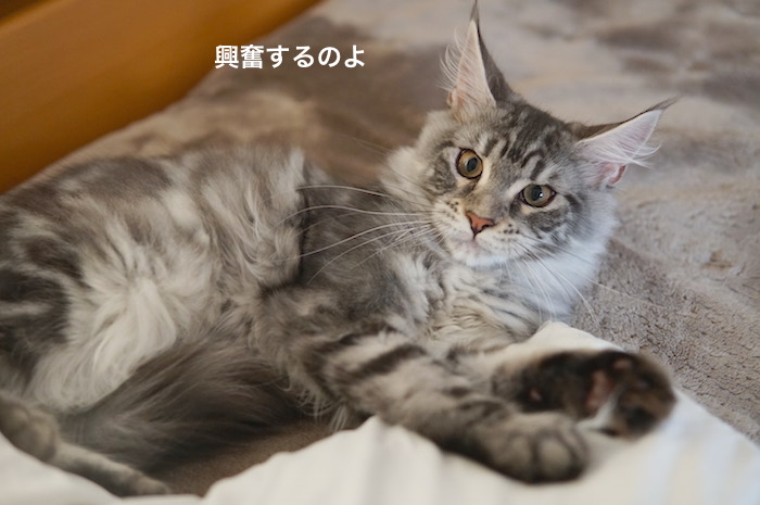 f:id:chikojirou:20180205214451j:plain