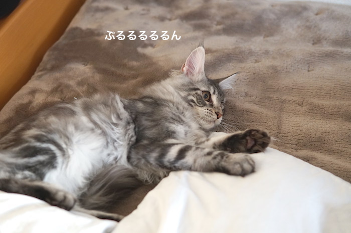 f:id:chikojirou:20180205214559j:plain
