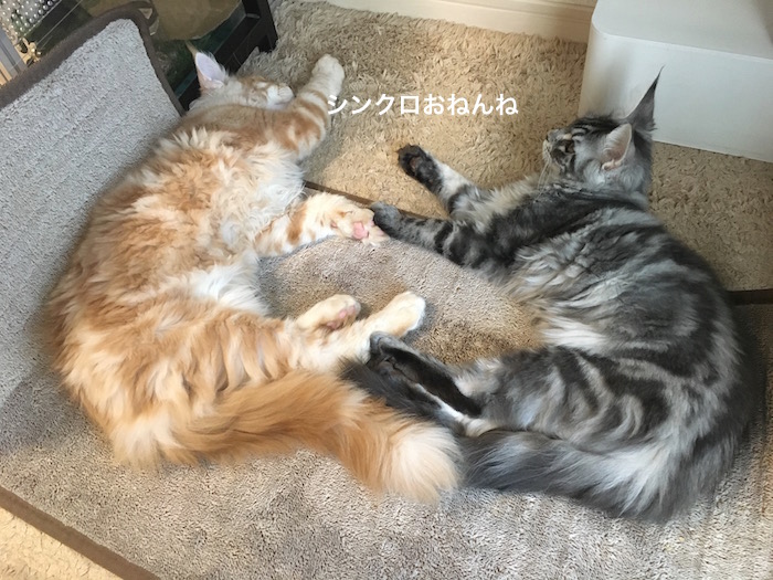 f:id:chikojirou:20180205214641j:plain