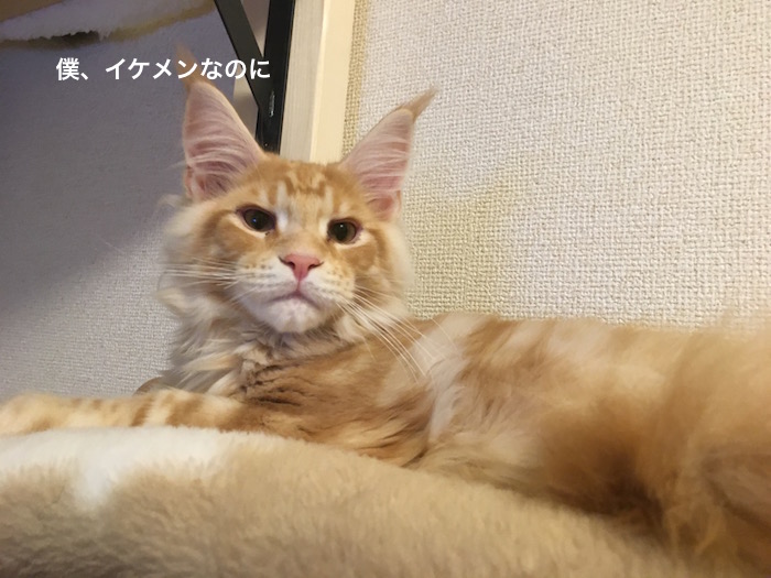 f:id:chikojirou:20180205214807j:plain
