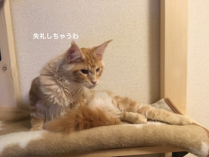 f:id:chikojirou:20180205214825j:plain