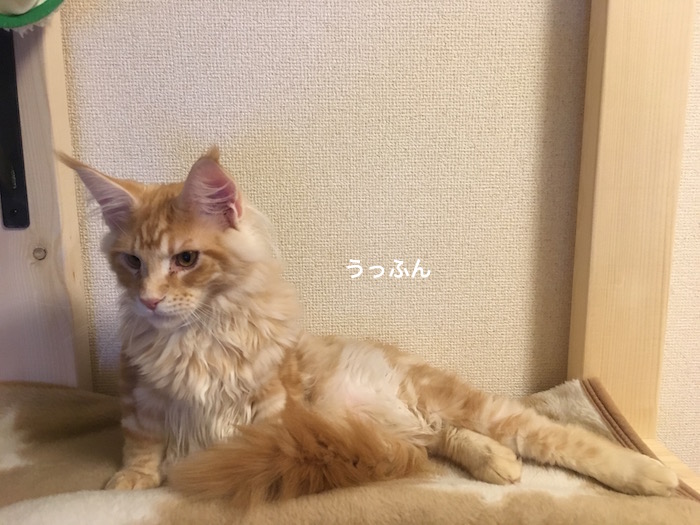 f:id:chikojirou:20180205214839j:plain