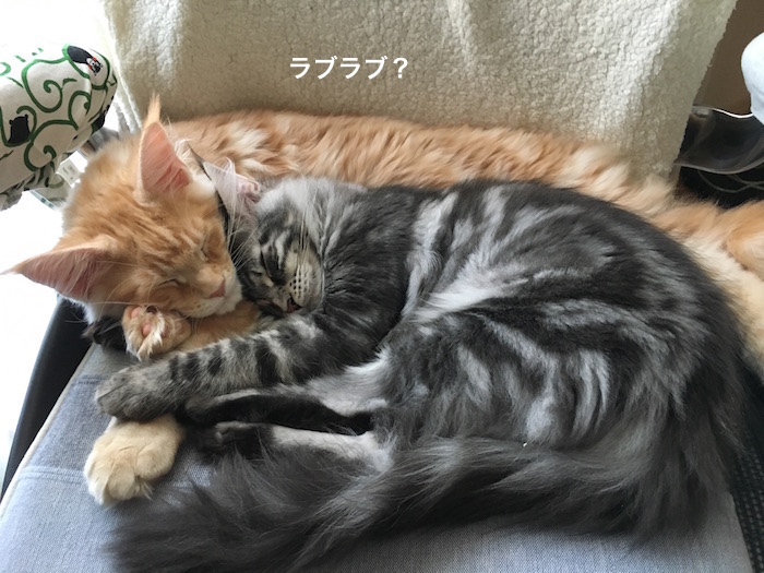 f:id:chikojirou:20180208224658j:plain