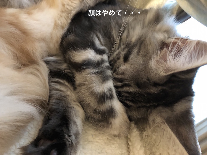 f:id:chikojirou:20180208224719j:plain