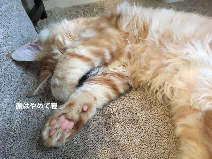 f:id:chikojirou:20180208224733j:plain