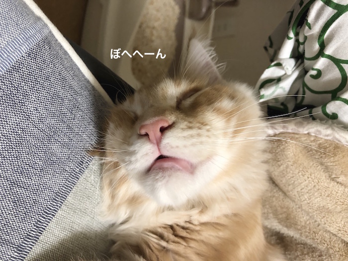f:id:chikojirou:20180208224752j:plain
