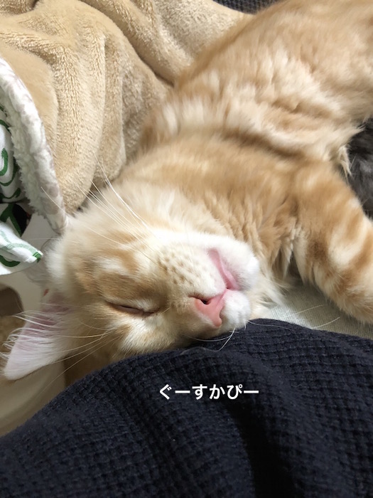 f:id:chikojirou:20180208224822j:plain