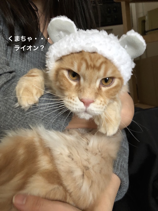 f:id:chikojirou:20180217215544j:plain