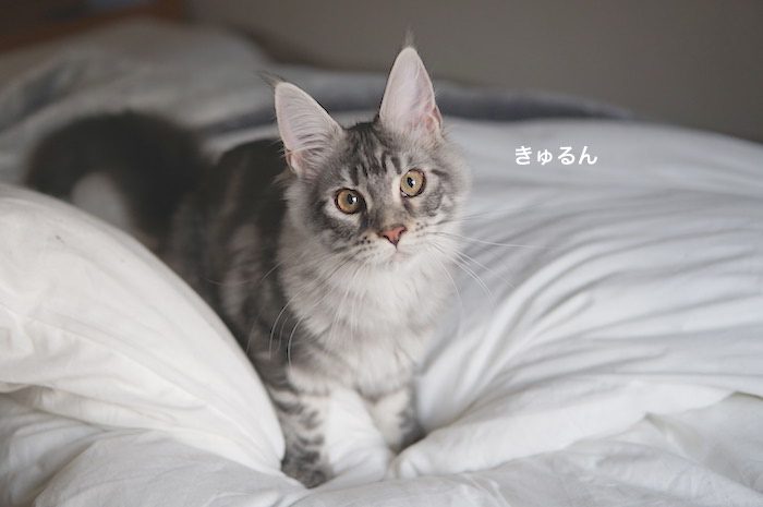 f:id:chikojirou:20180218210823j:plain