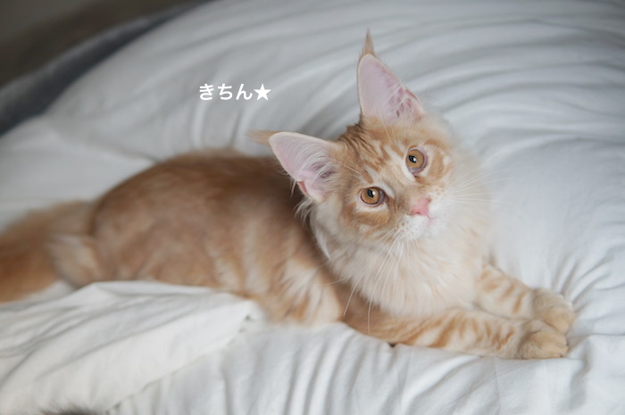f:id:chikojirou:20180218210839j:plain