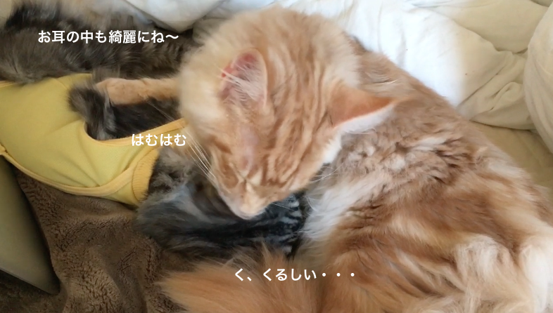 f:id:chikojirou:20180218210928p:plain