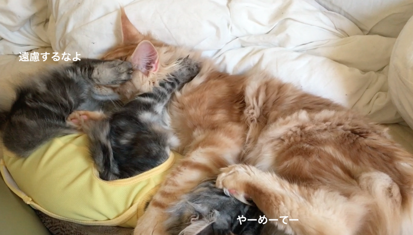 f:id:chikojirou:20180218211119p:plain