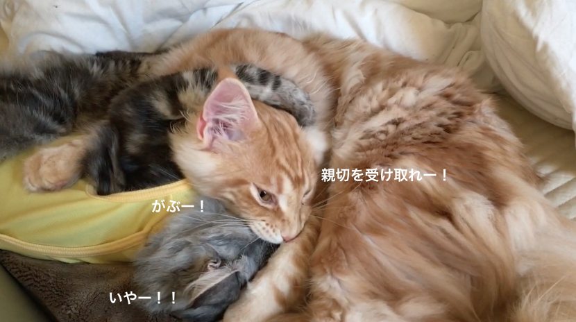 f:id:chikojirou:20180218211137p:plain