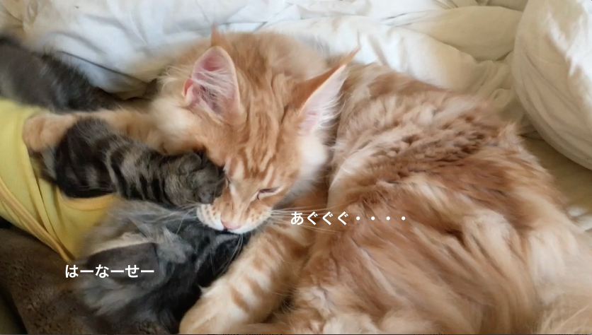 f:id:chikojirou:20180218211153p:plain