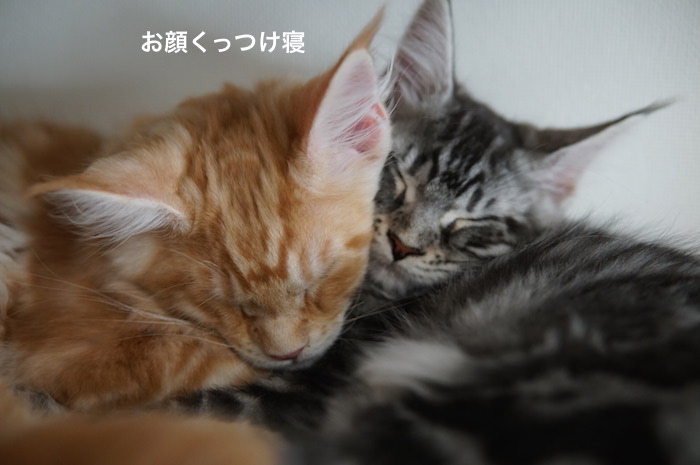 f:id:chikojirou:20180219215012j:plain