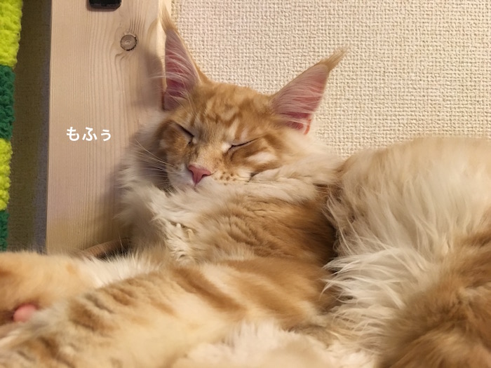 f:id:chikojirou:20180219215358j:plain