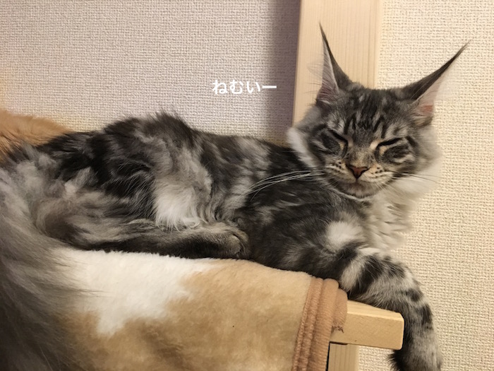 f:id:chikojirou:20180219215409j:plain