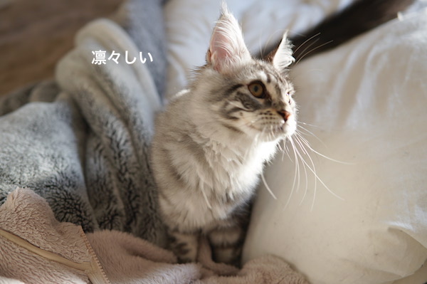 f:id:chikojirou:20180220220813j:plain