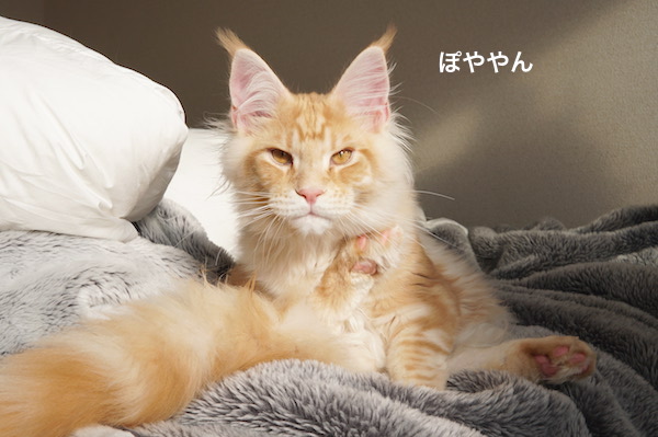 f:id:chikojirou:20180220220823j:plain