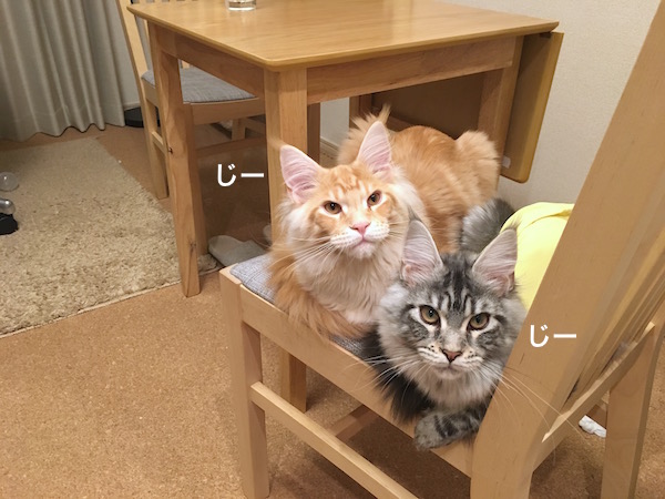 f:id:chikojirou:20180220221209j:plain