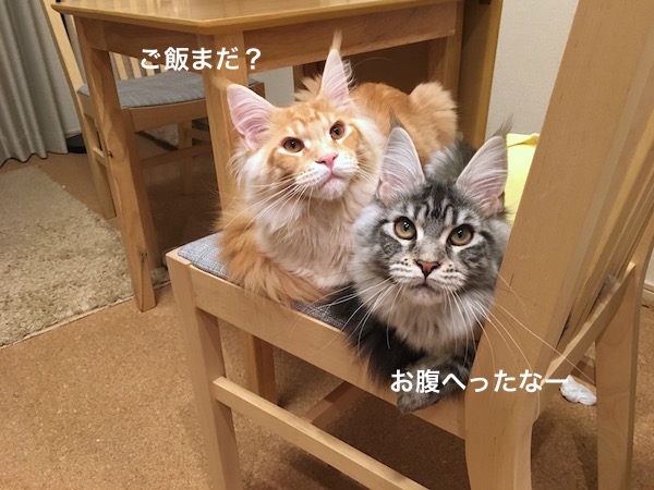 f:id:chikojirou:20180220221222j:plain