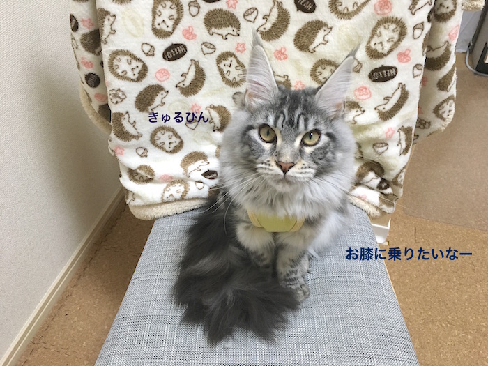 f:id:chikojirou:20180226215941j:plain