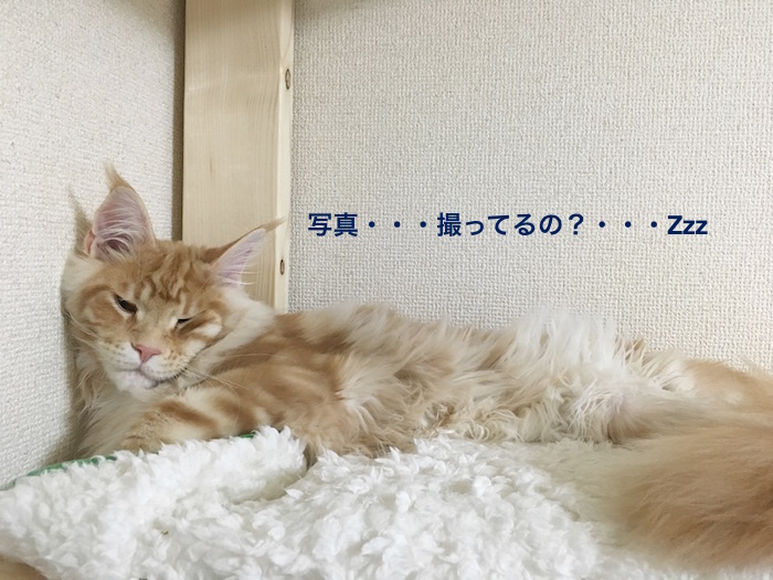 f:id:chikojirou:20180303215743j:plain
