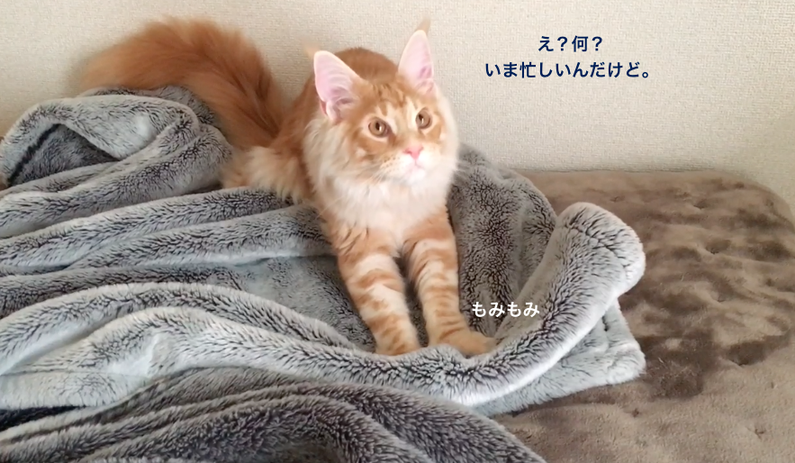 f:id:chikojirou:20180311161312p:plain f:id:chikojirou:20180311161312p:plain