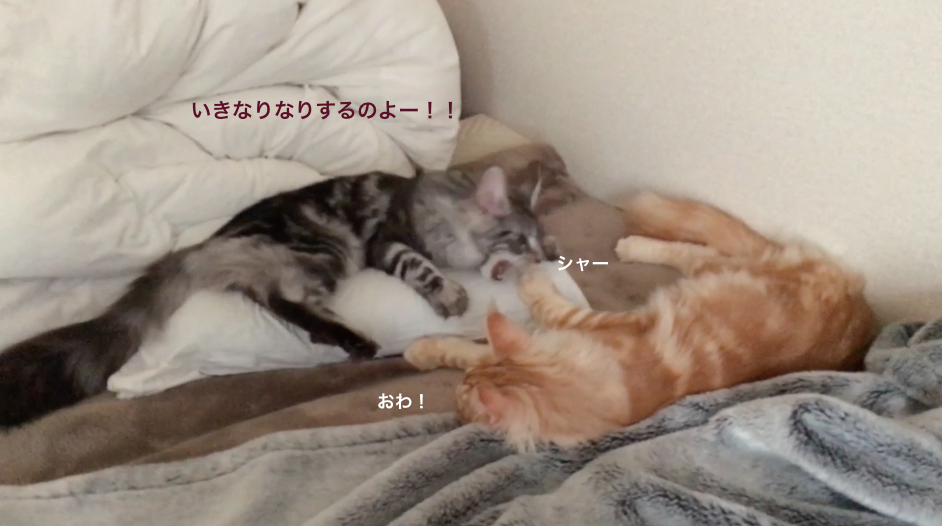 f:id:chikojirou:20180311161458p:plain f:id:chikojirou:20180311161458p:plain