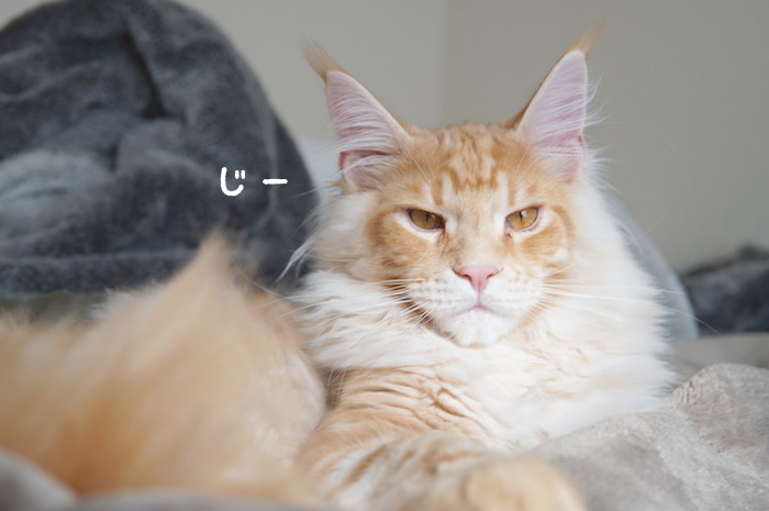 f:id:chikojirou:20180319214644j:plain