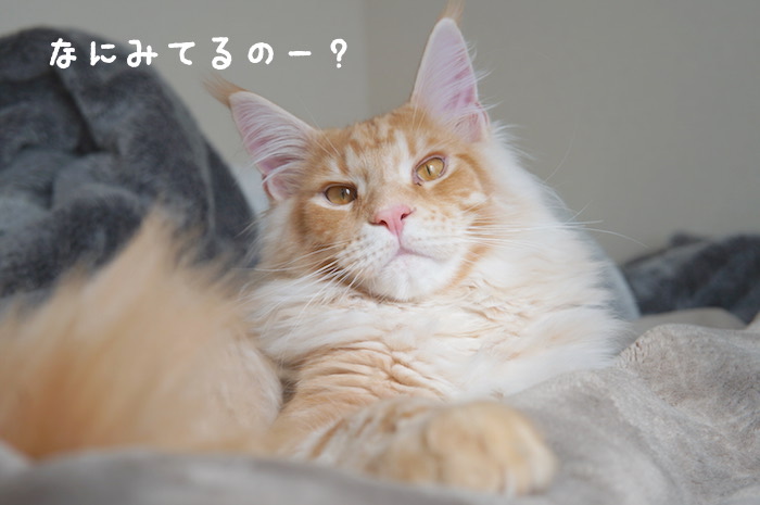 f:id:chikojirou:20180319214710j:plain