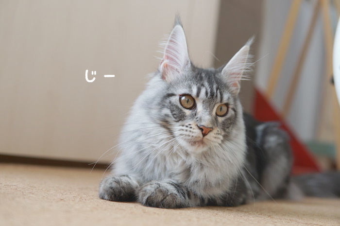 f:id:chikojirou:20180319214724j:plain