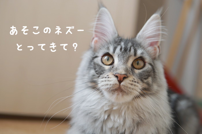 f:id:chikojirou:20180319214738j:plain