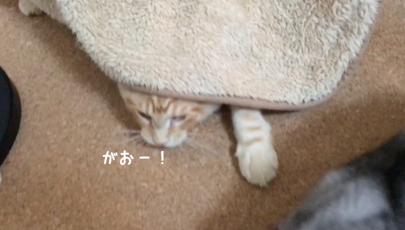 f:id:chikojirou:20180319215142p:plain