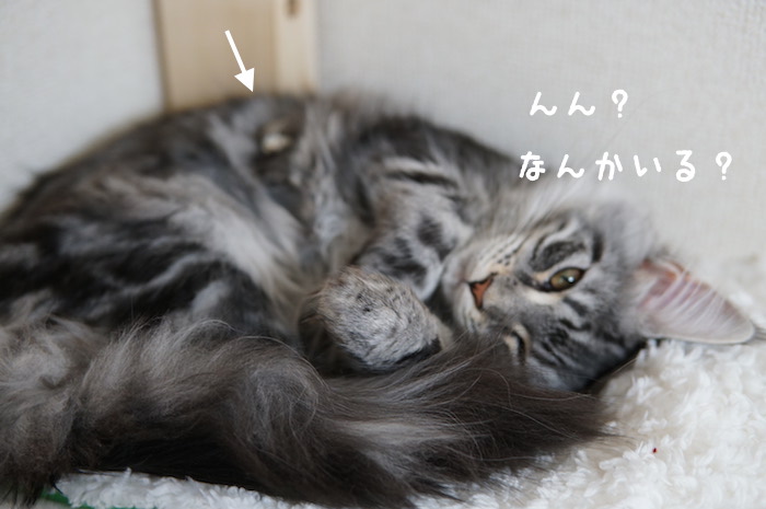 f:id:chikojirou:20180321171151j:plain